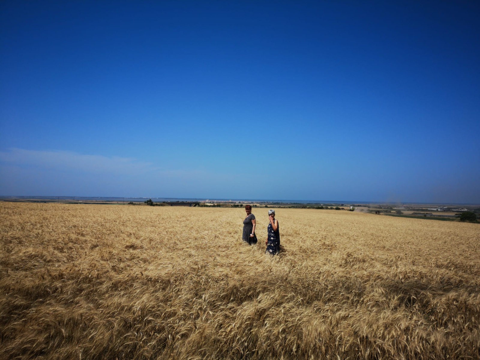Famiglia Romano nel campo di grano